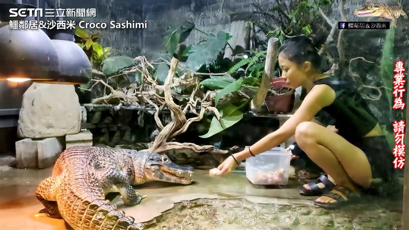 沙西米經常到新竹動物園的昆蟲館餵食、訓練鱷魚。（圖／鱷鄰居&沙西米 Croco Sashimi 授權）