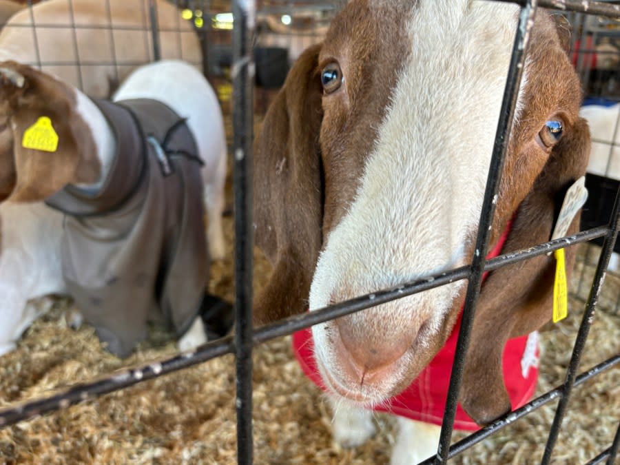 An inquisitive goat in a pen at the 48th annual Smith County Junior Livestock Show.
