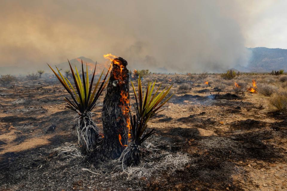 A Joshua Tree burns during the York Fire on Sunday, July 30, 2023, in the Mojave National Preserve, Calif. Crews battled “fire whirls” in California’s Mojave National Preserve this weekend as a massive wildfire crossed into Nevada amid dangerously high temperatures and raging winds.