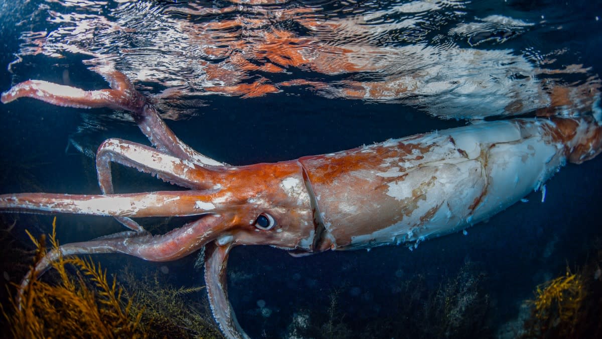  The giant squid swims among seaweed near the surface of the Sea of Japan. The squid was likely two to three years old. 