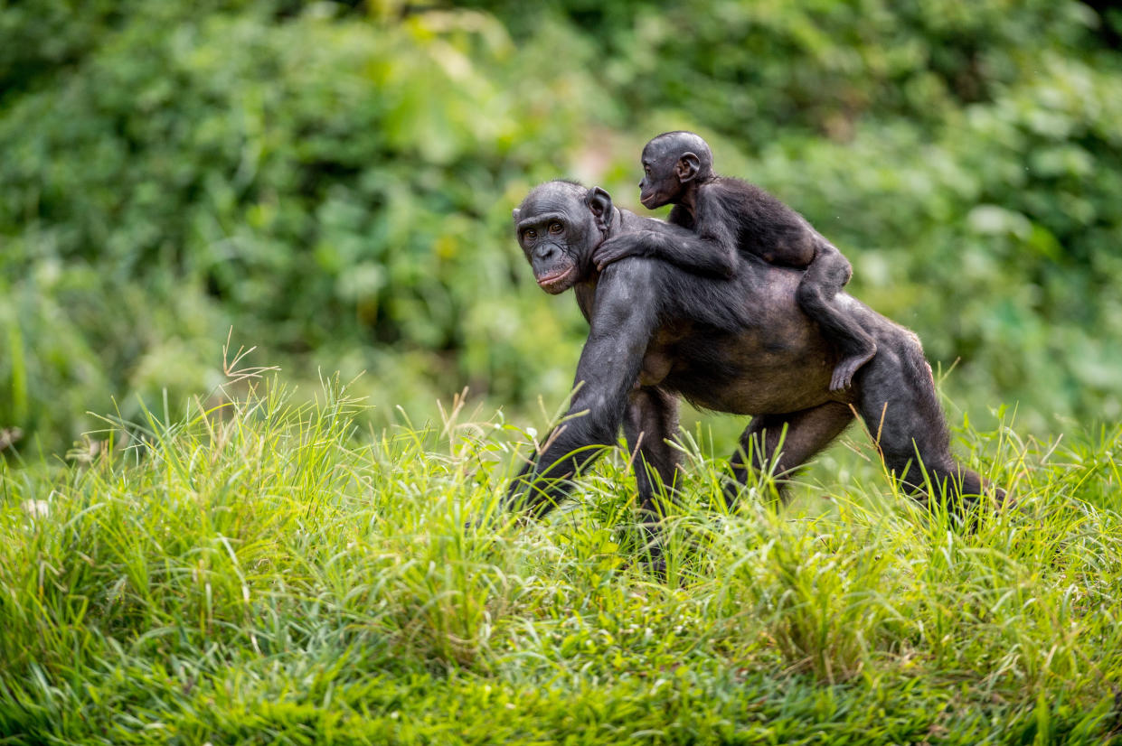  We see a bonobo parent carrying its baby piggyback in the tall grass. 