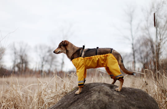 How Would Dogs Wear Trousers' Question Has Been Solved At Last