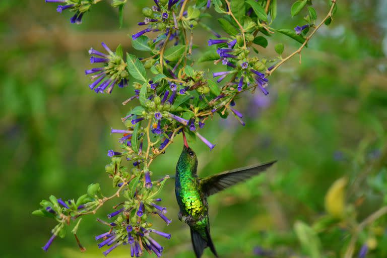 La flora nativa, como el Talilla (Lyceum cestroides) en este caso, atrae picaflores para la polinización y otras aves que dispersan sus semillas