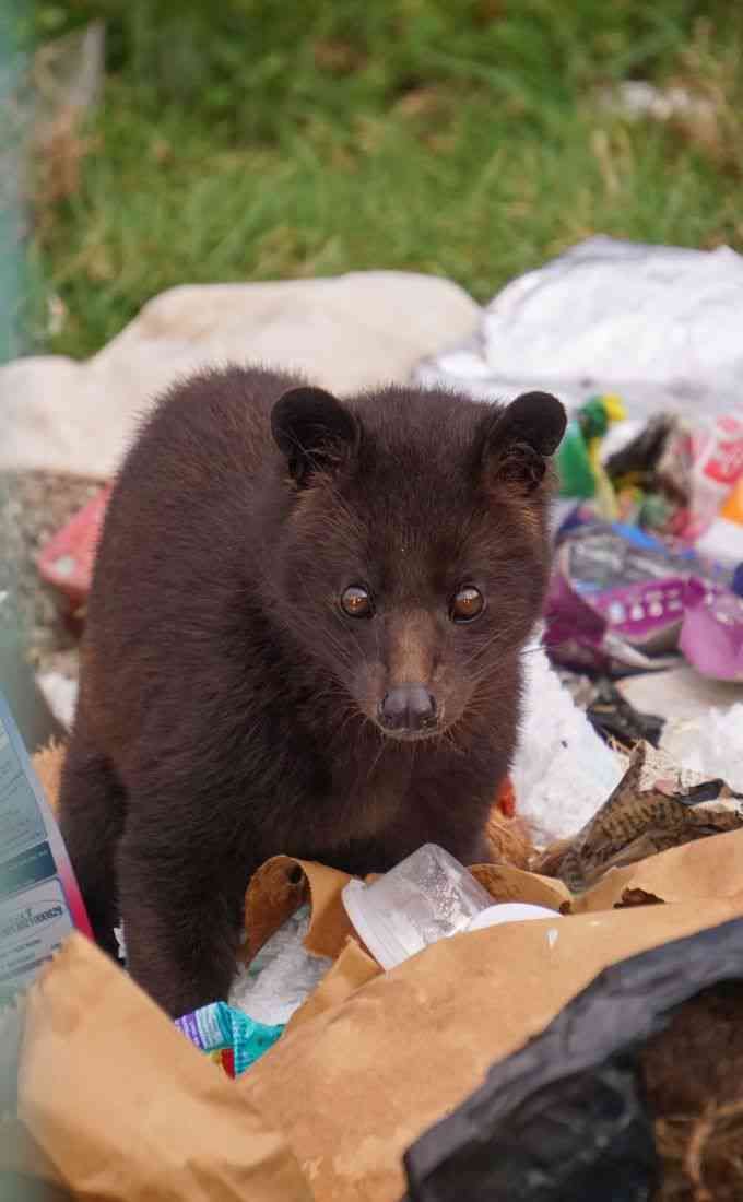 Garbage Ghats: This gorgeous portrait of the elusive brown palm civet or Jerdon’s palm civet is marred by its awful surroundings. It was found foraging through rubbish at an informal garbage dump in the Nilgiris district of Tamil Nadu. This handsome animal is endemic to the forested tracts of the Western Ghats and is listed as Vulnerable on the Red List of the International Union for Conservation of Nature. Known to be nocturnal and arboreal, it is associated with rainforest canopies and the dark of the night. To see one going through garbage in the daytime is tragic. 