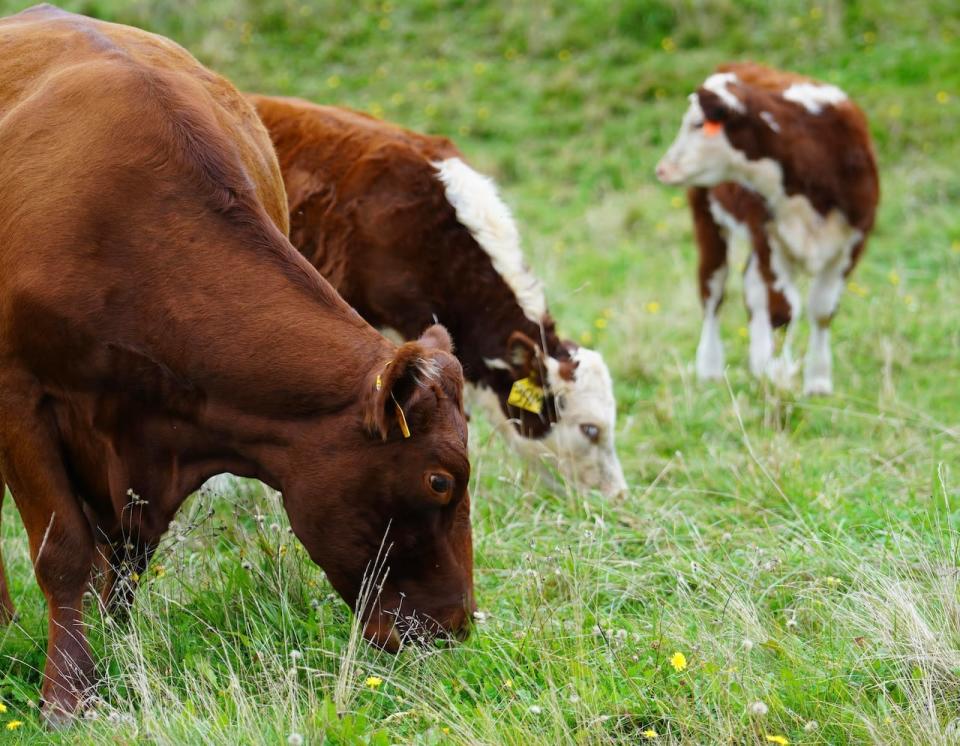 Using 16 cows, the study showed a 11 to 15 per cent reduction of methane.                      