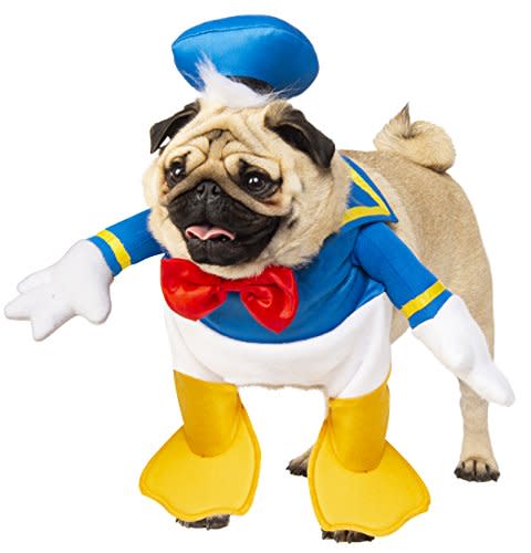 get your paws on these adorable petfriendly halloween costumes