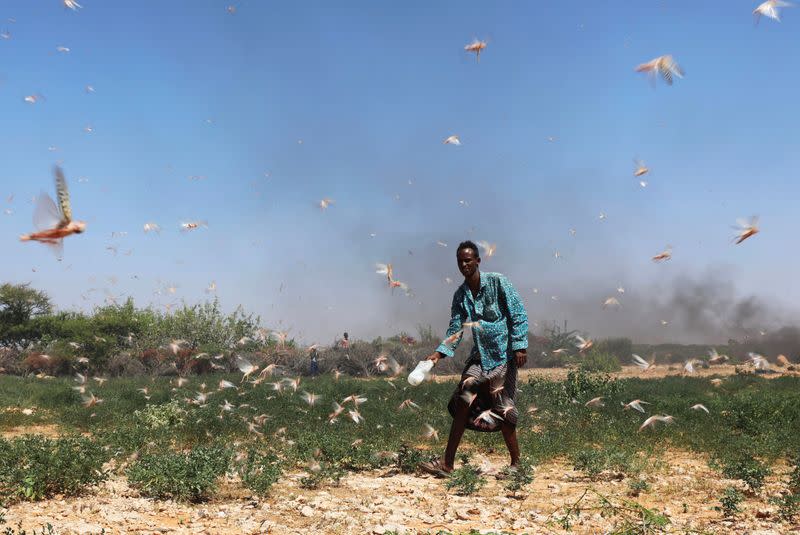 A Somali farmer walks within desert locusts in a grazing land on the outskirt of Dusamareb in Galmudug region