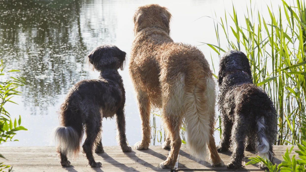 Three dogs looking at lake