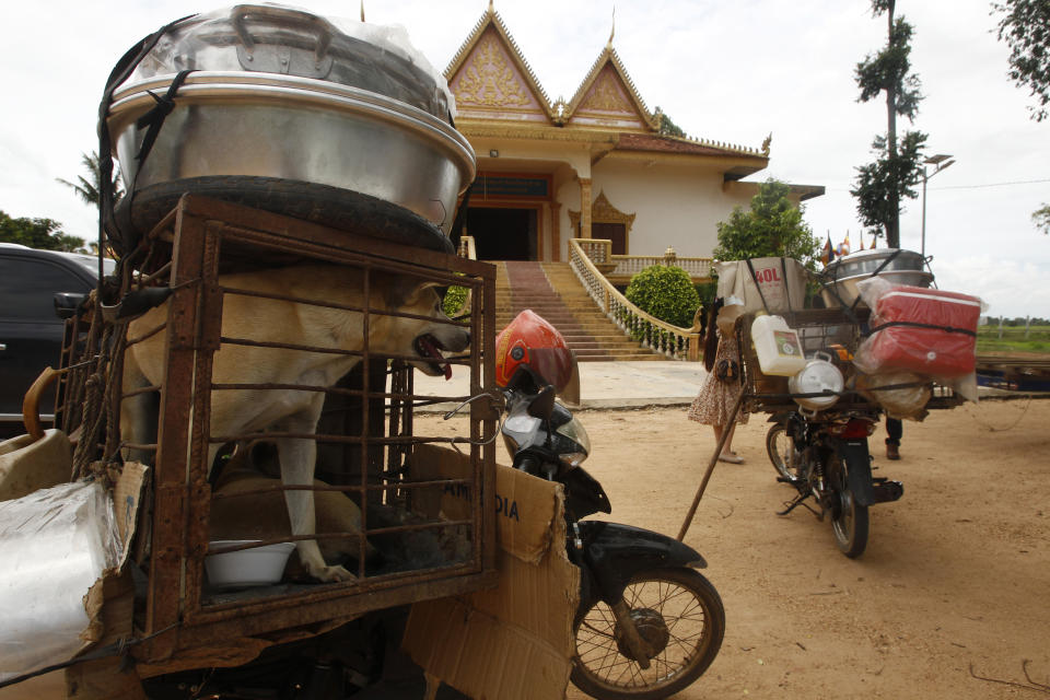 Dogs place in a cage are carrying at a back seat of motorbike as they supposed to be sold to slaughterhouses in a Buddhist pagoda in Tang Krasang village in Kampong Thom province north of Phnom Penh, Cambodia, Wednesday, Aug. 5, 2020. Animal rights activists in Cambodia have gained a small victory in their effort to end the trade in dog meat, convincing a canine slaughterhouse in one village to abandon the business. (AP Photo/Heng Sinith)