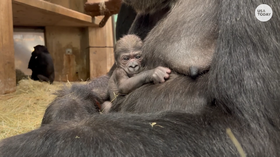 Smithsonian National Zoo welcomes baby gorilla