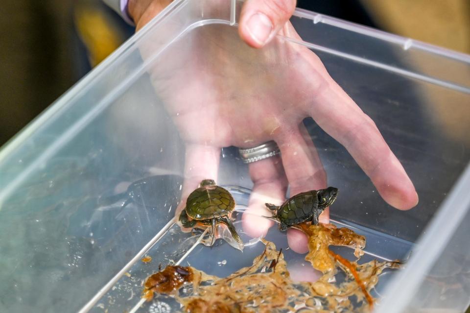 Baby Banding's turtles to be released back into the habitat after Consumers Energy competes construction of the Mid-Michigan Pipeline project on Monday, Aug. 14, 2023, in Unadilla Township.