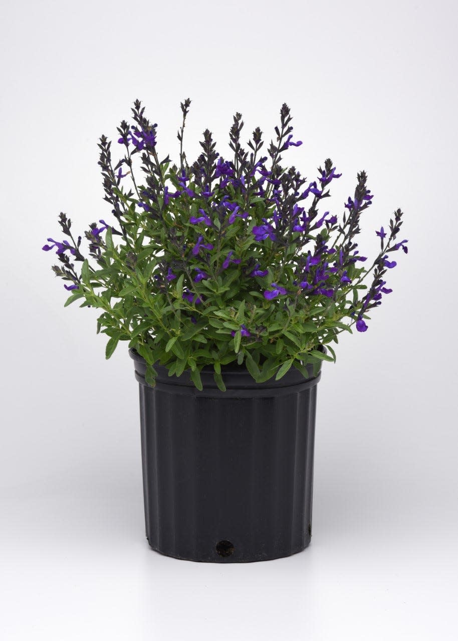 Mirage Blue is a short salvia with small, brilliant blue flowers.