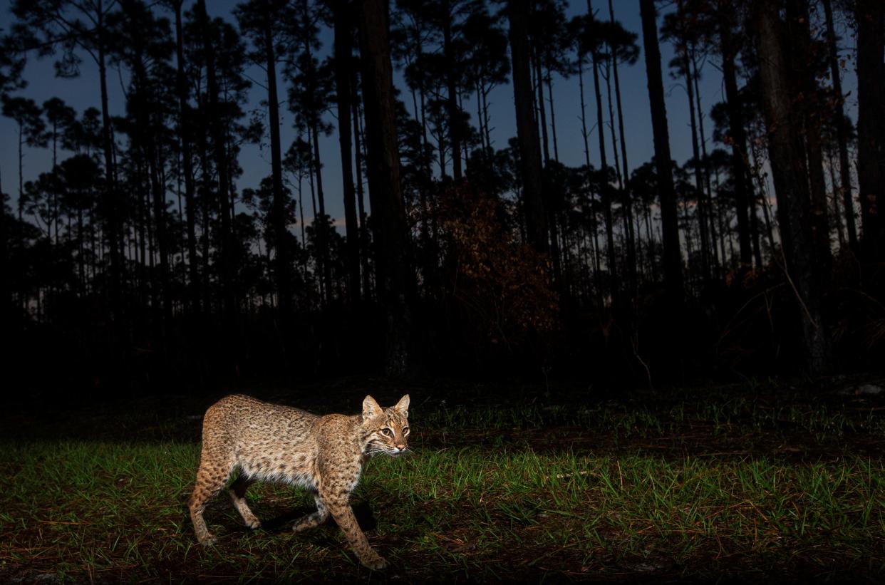 Before the sun rises above the horizon, a bobcat strolls by a remote sensor camera set up by News-Press photographer Andrew West at Corkscrew Regional Ecosystem Watershed on Saturday, April 13, 2024.