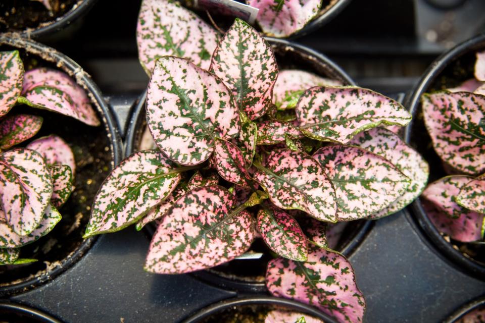 pink and green polka dot plants in black containers