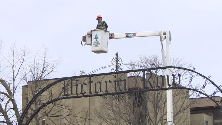 Charlottetown's Victoria Row is losing 4 trees