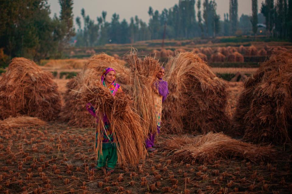 Kashmiri farmers tie lumps of grass to make hay bales in a paddy field during harvesting season. (Photo: Yawar Nazir/Getty Images)