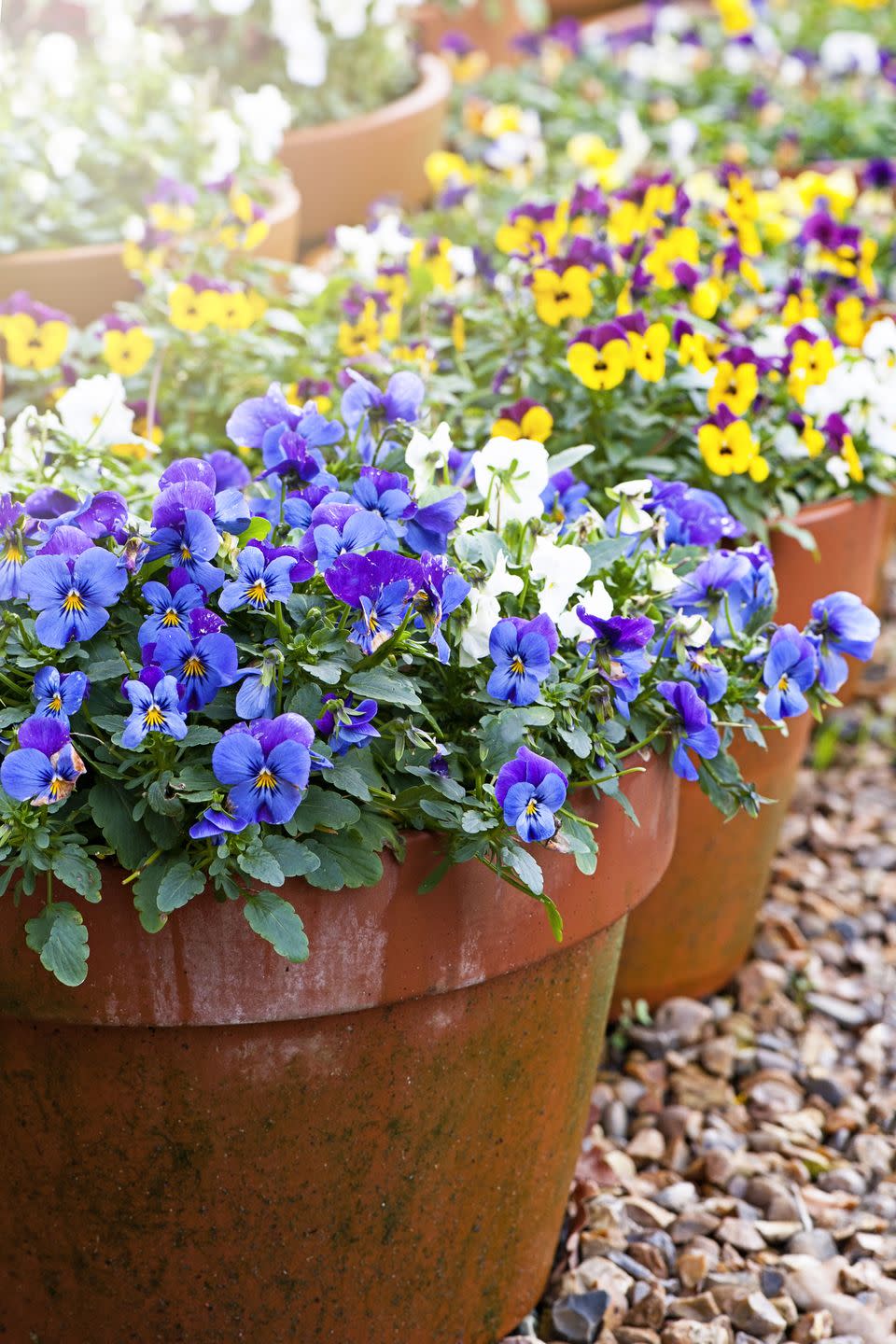 close up image of spring violas and pansies in terracotta flowerpots