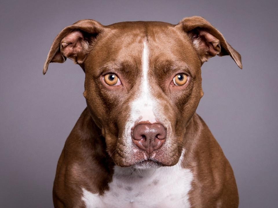 Pit Bull Terriers are banned in the UK: Getty