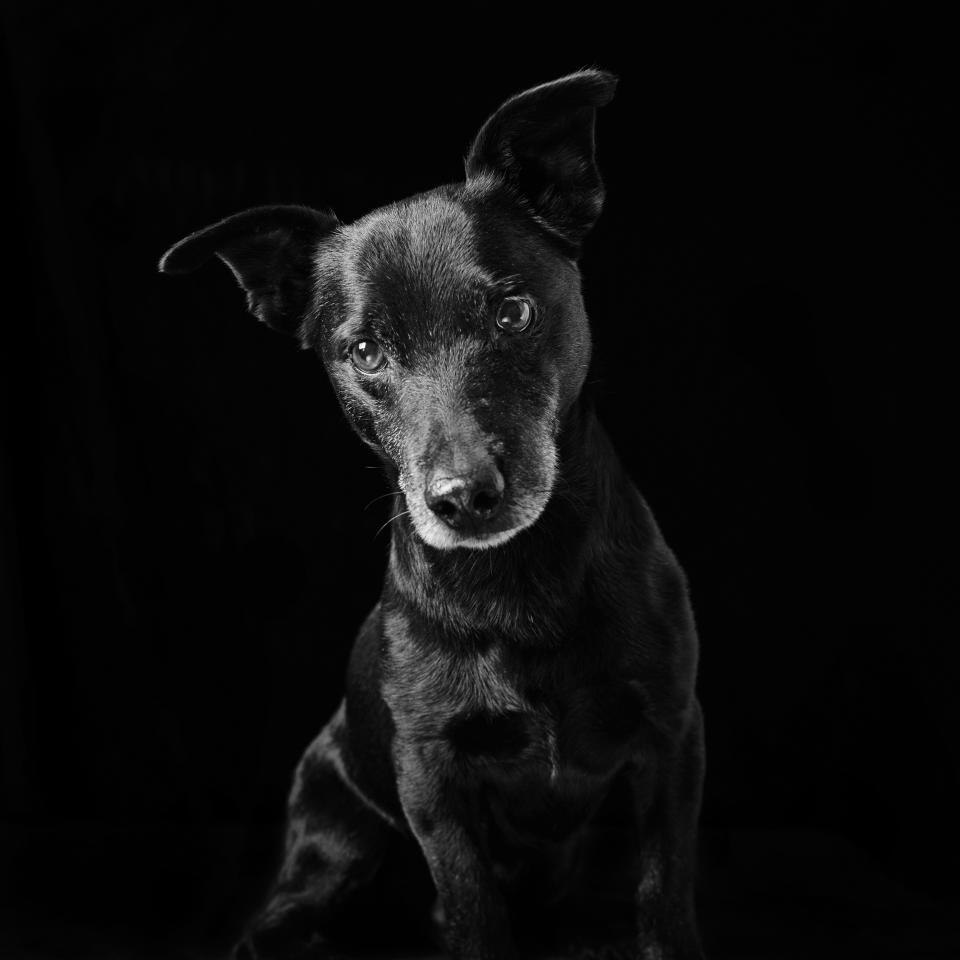 Casper was in a shelter for eight years before he was adopted in February this year. (Photo: Emma O' Brien/Caters News)