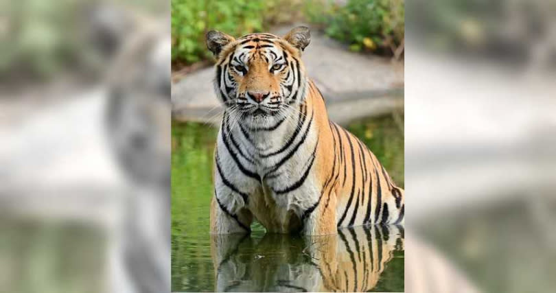 六福村全新企劃「動物園實境解謎」影片，每周五14：00將於六福村FB粉絲團與六福村動物王國Youtube頻道播出。（圖／六福村提供）