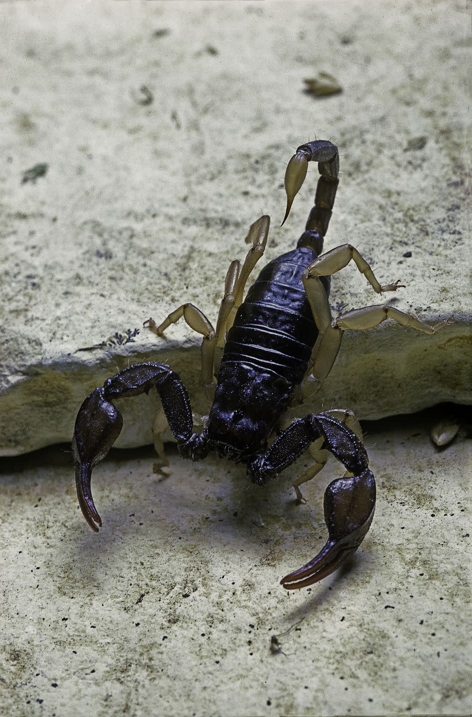 Yellow-tailed scorpions