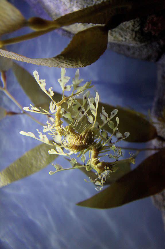 A Leafy Seadragon