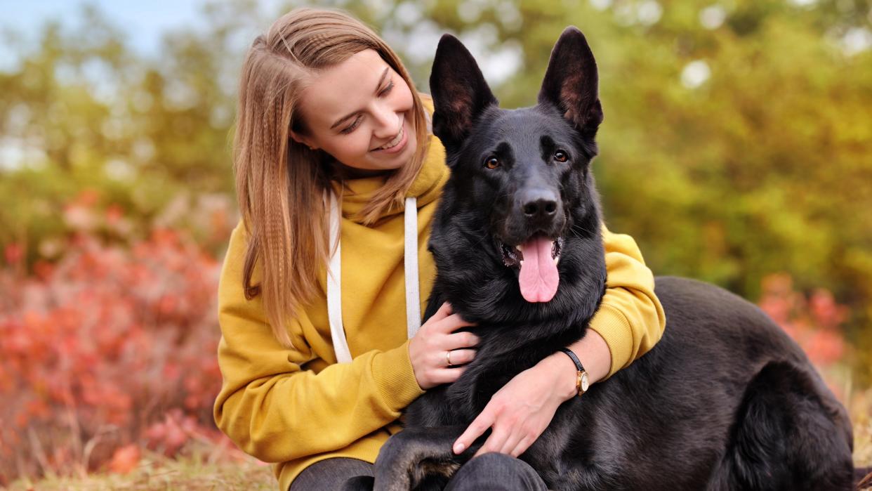 Dutch shepherd dog