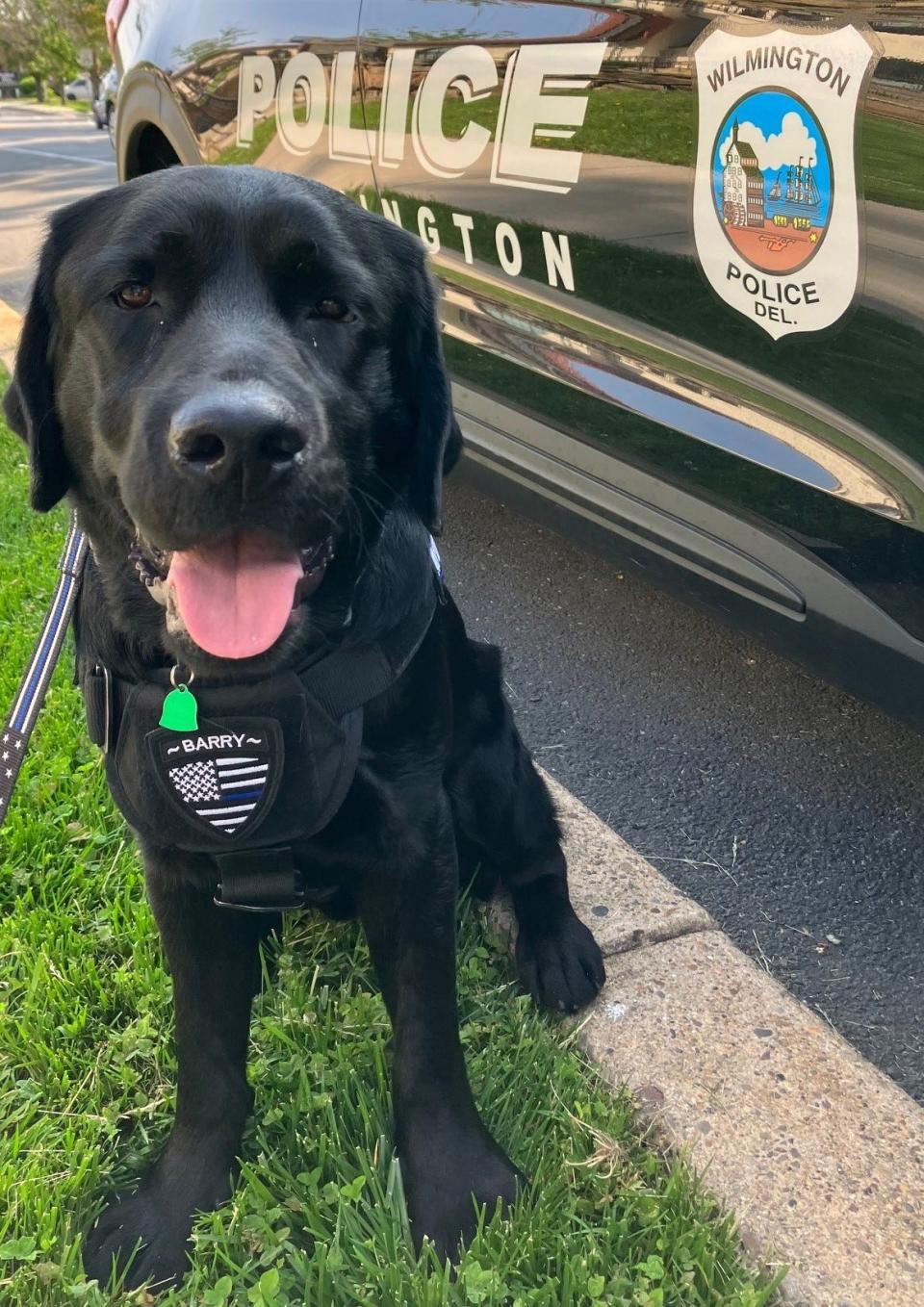 Barry is the Wilmington Police Department's new Trauma and Wellness Dog.
