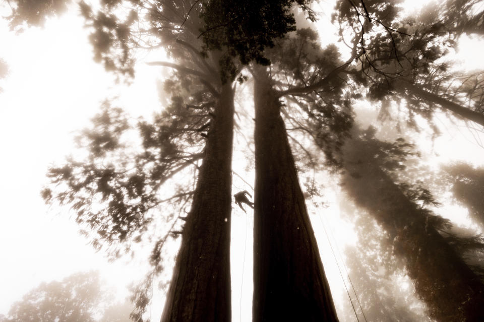 FILE - Climbing assistant Lawrence Schultz ascends the Three Sisters sequoia tree during an Archangel Ancient Tree Archive expedition to plant sequoia seedlings on Oct. 26, 2021, in Sequoia Crest, Calif. The Biden administration on Thursday, June 20, 2024 advanced its proposal to protect old growth trees that are increasingly threatened by insects, disease and wildfires as climate change worsens. (AP Photo/Noah Berger, File)