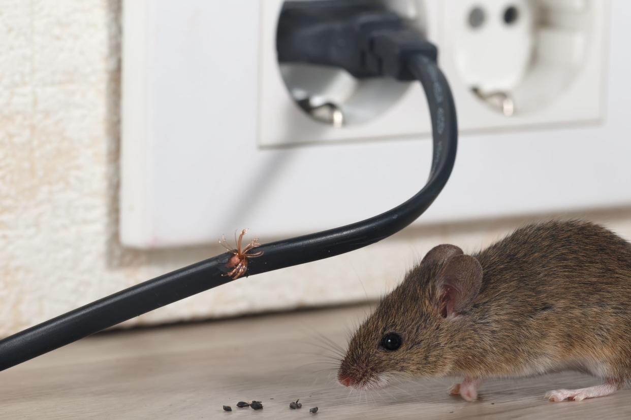 Mouse next to a chewed wire.