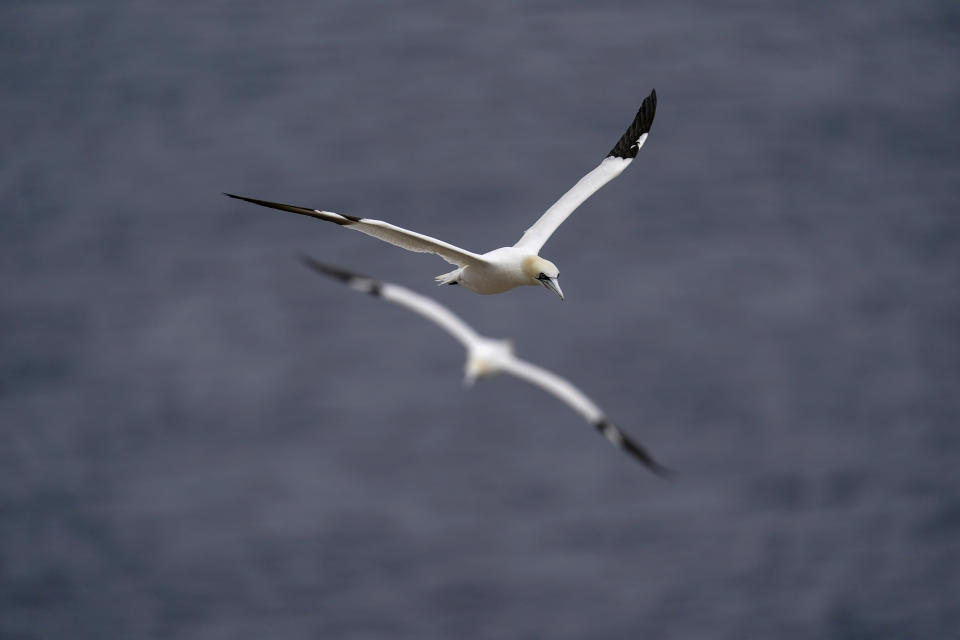 Northern gannets fly near Bonaventure Island in the Gulf of St. Lawrence off the coast of Quebec, Canada's Gaspe Peninsula, Tuesday, Sept. 13, 2022. Bonaventure Island offers remarkable insights into northern gannets, thanks to an enormous and easily accessible colony of these majestic seabirds. (AP Photo/Carolyn Kaster)