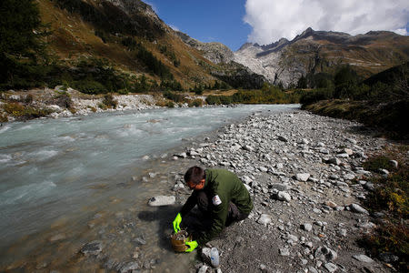 Hannes Peter of the Alpine and Polar Environment Research Center (Alpole) from the Ecole Polytechnique Federale de Lausanne (EPFL) collects microorganisms from a stream to extract their DNA to better understand how they have adapted to their extreme environment, near the Rhone Glacier in Furka, Switzerland, September 13, 2018. REUTERS/Denis Balibouse