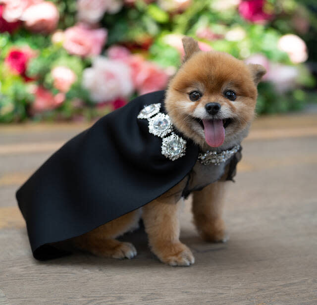 Wie die menschlichen Promis auf der Met Gala hatten sich die Haustiere in die spektakulärsten Outfits geworfen.