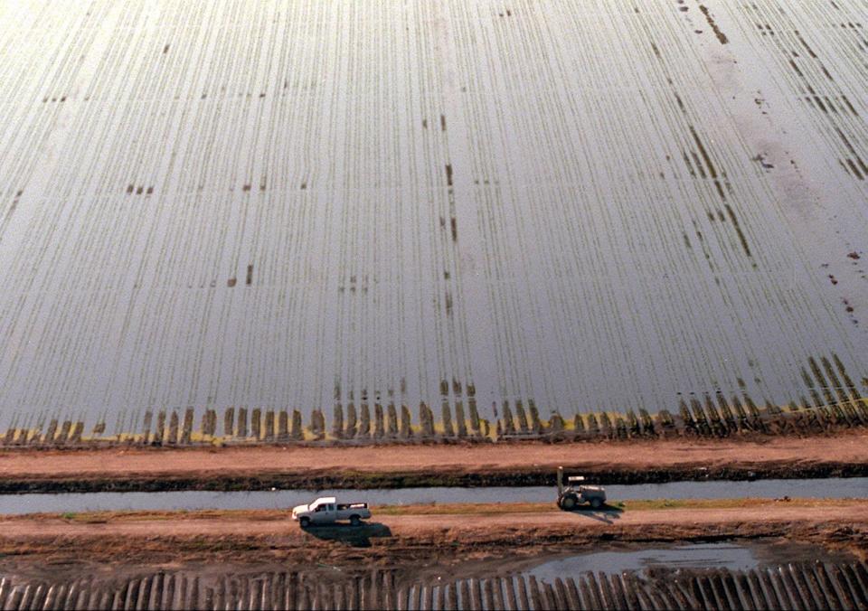 Nov. 6, 1998, Belle Glade: Crops at the Roth Farms Inc. are flooded from Tropical Storm Mitch. Staff photo by Greg Lovett.