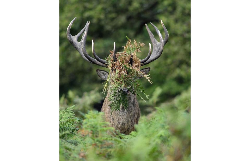 <p>William Richardson/Comedy Wildlife Photo Awards</p>