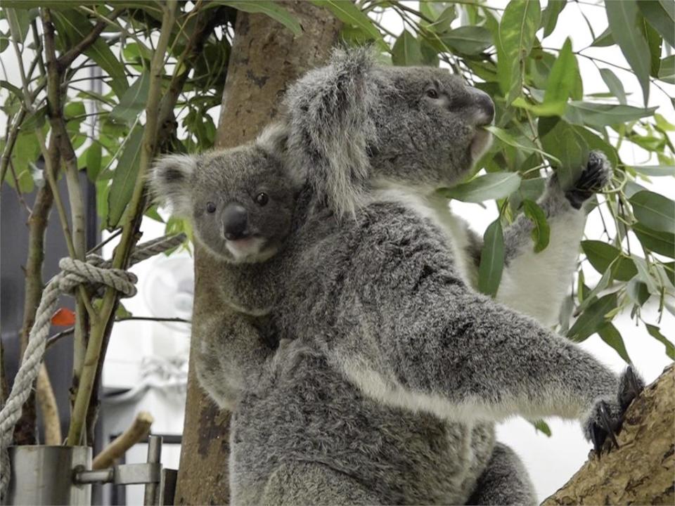 超萌！ 北市動物園迎無尾熊寶寶　「男生宿舍」即將滿住