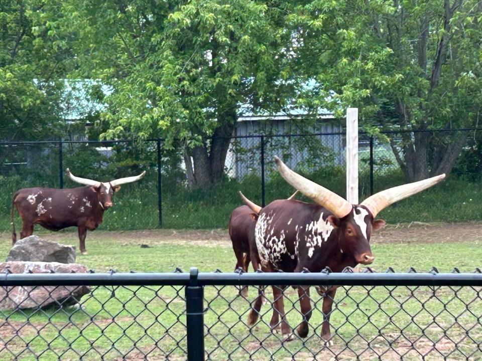 The zoo plans to eventually introduce the zebras to their new yardmates - the African Watusi cows.