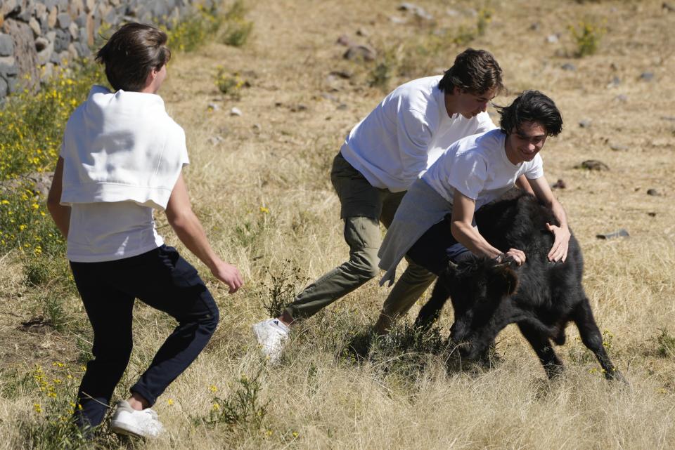 Students catch a calf during a bullfighting workshop, in Aculco, Mexico, Thursday, Jan. 25, 2024. The workshop is part of an initiative promoted by the Mexican Association of Bullfighting to attract new followers to this centuries-old tradition and confront the growing global movement driven by animal defenders who are fighting to abolish bullfighting. (AP Photo/Fernando Llano)