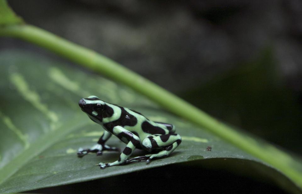 An endangered green poison dart frog rests on a leaf at the INBIO Park in Heredia, Costa Rica. Scientists believe the decline in tropical frogs is related to global warming.