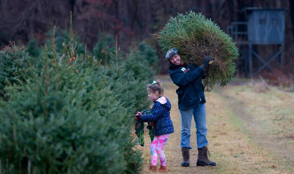 Chris Kroswek, 38, of Howell, carries a Norway spruce he had just cut down as he and his daughter, Ceci Kroswek, talk at Broadview Christmas Tree Farm in Highland on Saturday, Dec. 2, 2023. The 120-acre farm was founded in 1849.