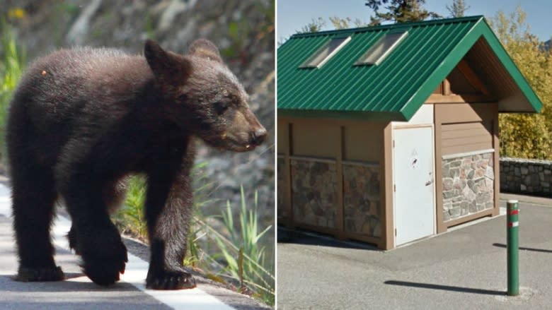 Bear cubs trapped in washroom mystify Banff park officials