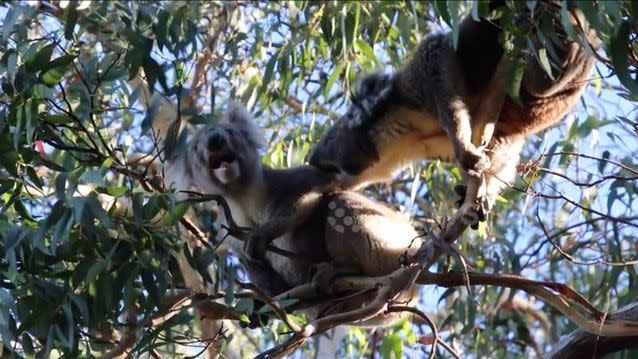 One of the koalas bites the other. Source: Newsflare