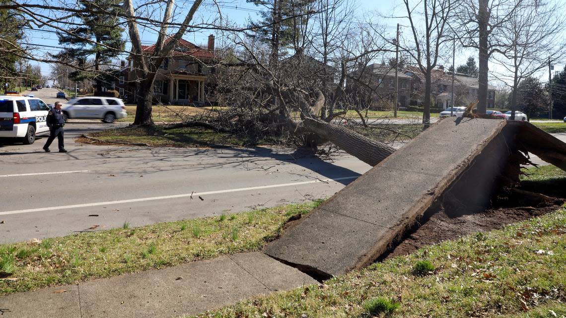 A tree blocks the outbound lanes of Richmond Road Saturday, March 4, 2023 after being blown over by a strong wind storm the night before that knocked out power to much of Lexington, Ky.