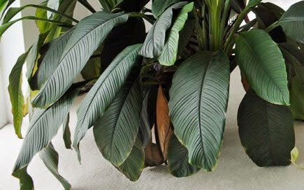 Spathiphyllum Peace Lily how to grow care for indoor plants tricks tips to keep houseplants healthy alive uk 2022 - Andrea Jones