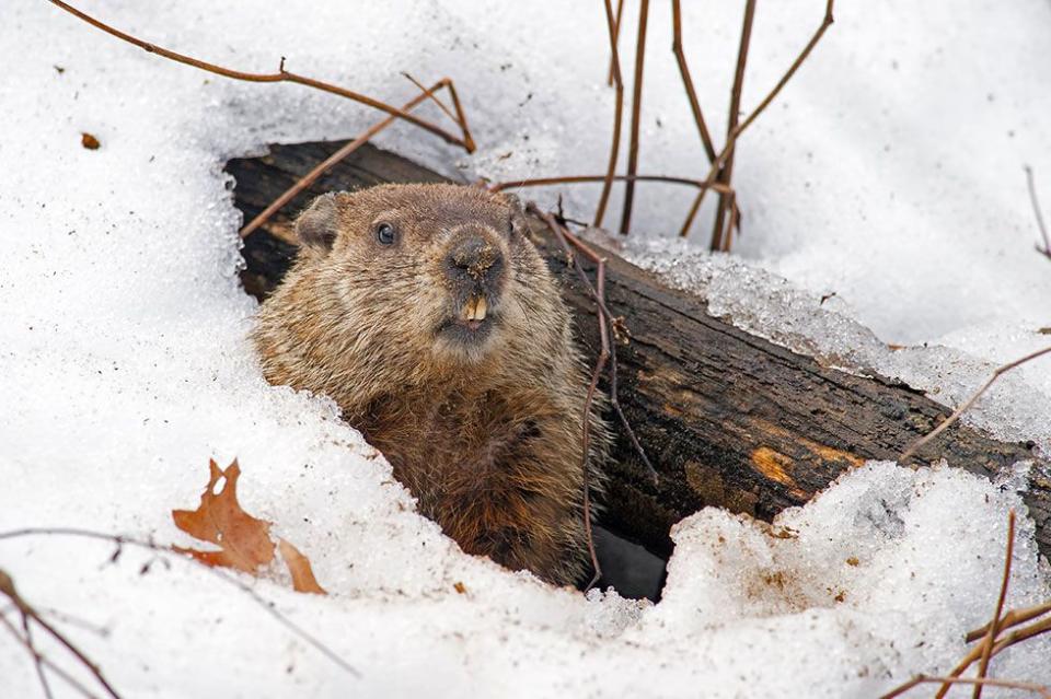 Groundhog's Day