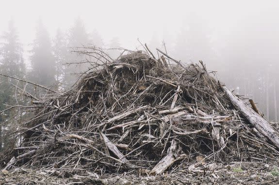 Pile of wood debris from clear cut logging.