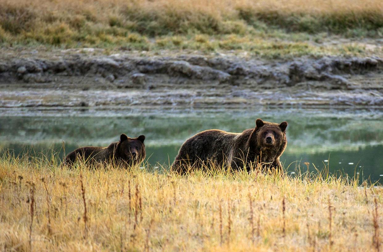 &ldquo;We have a responsibility to speak for the bears, who cannot speak for themselves,&rdquo; a tribal leader said after the ruling. (Photo: KAREN BLEIER/AFP via Getty Images)