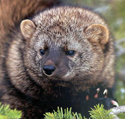 Pacific fishers (<em>Pekania pennanti</em>) are small carnivores related to minks and otters. They live in forests with large, mixed-tree canopy covers, mainly on federal land on the West Coast. A subpopulation in the southern Sierra Nevada is listed as endangered. <a href="https://flic.kr/p/9PufBo" rel="nofollow noopener" target="_blank" data-ylk="slk:Pacific Southwest Forest Service, USDA/Flickr;elm:context_link;itc:0;sec:content-canvas" class="link ">Pacific Southwest Forest Service, USDA/Flickr</a>, <a href="http://creativecommons.org/licenses/by/4.0/" rel="nofollow noopener" target="_blank" data-ylk="slk:CC BY;elm:context_link;itc:0;sec:content-canvas" class="link ">CC BY</a>