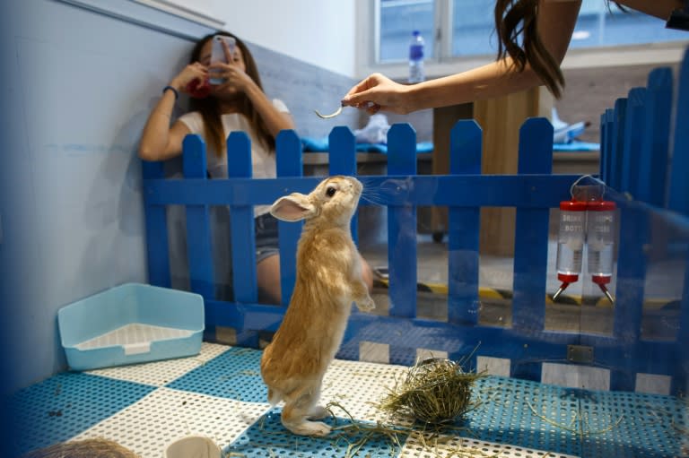 Tucked away in the busy commercial district of Causeway Bay, the cafe says it gives people who have no room to keep a pet in space-starved Hong Kong the chance to bond with fluffy animals