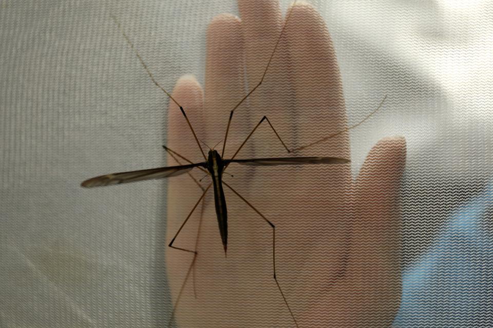 This is the world’s biggest mosquito and if you’re anything like us, you can’t bear to look at it. Source: AustralScope